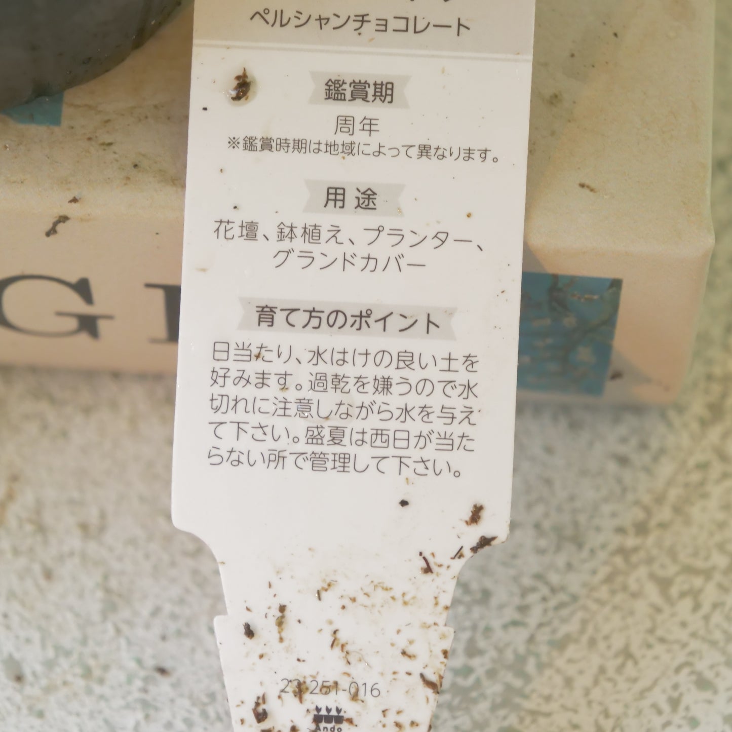 リキマシア ペルシャンチョコレート