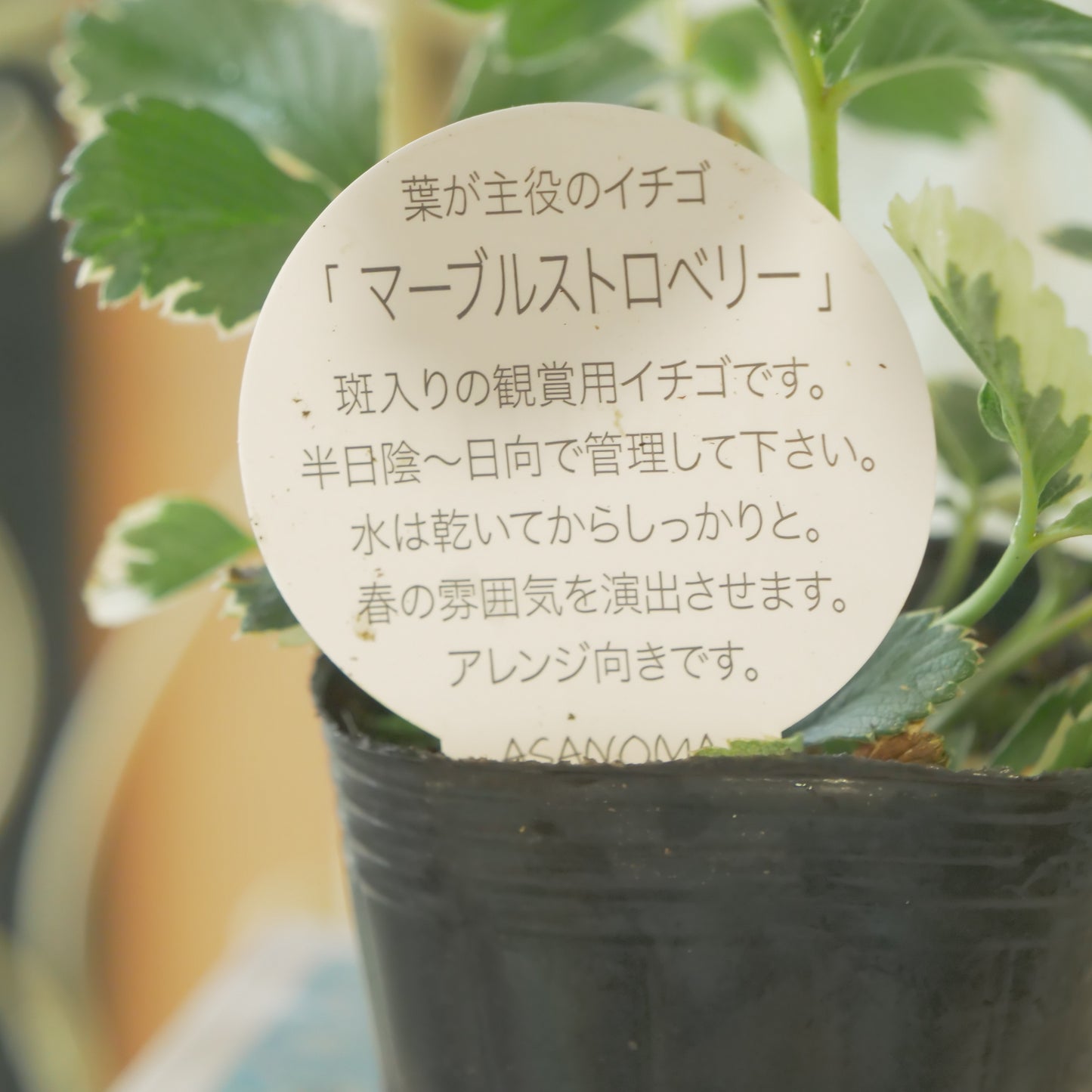 斑入りイチゴ【マーブルストロベリー】
