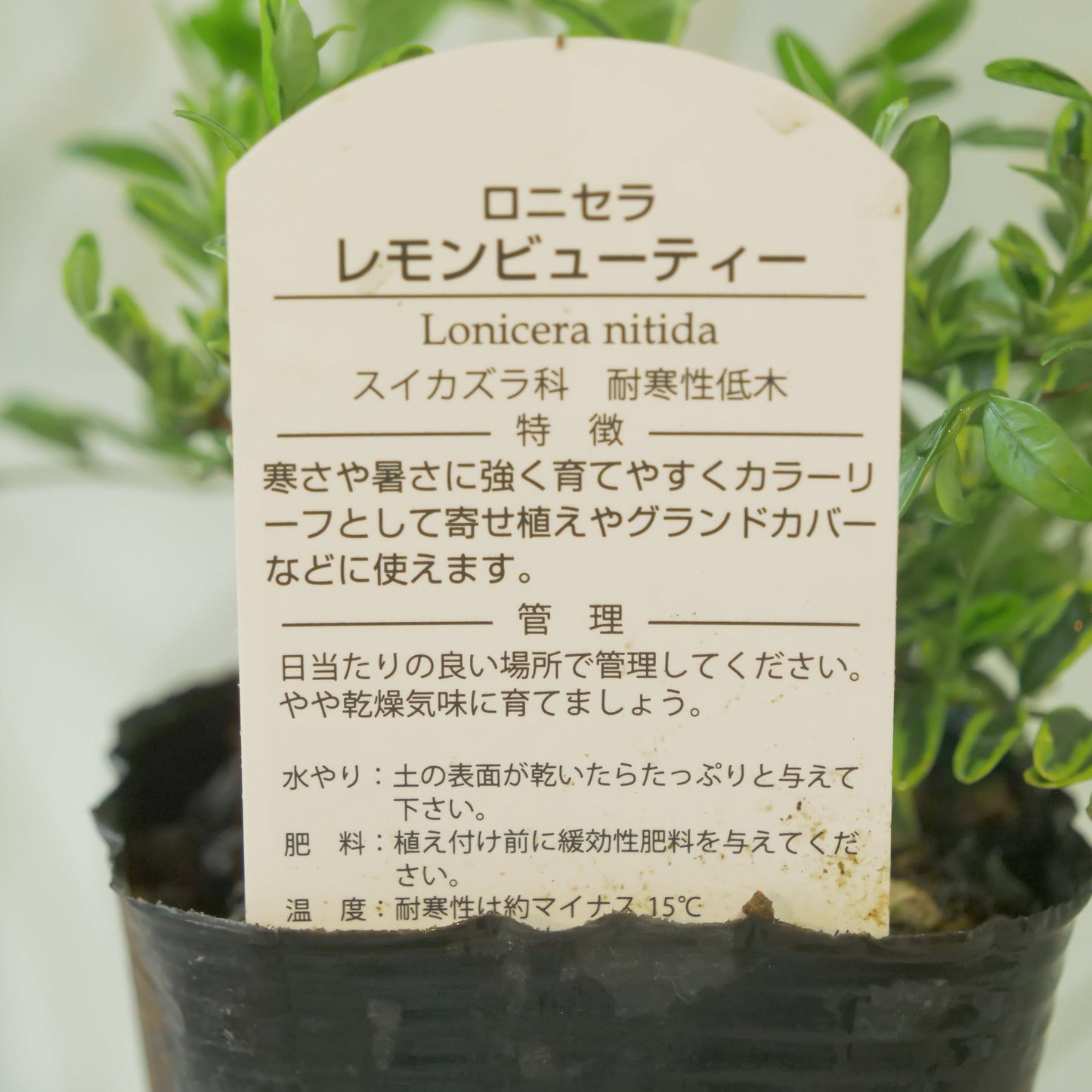 ロニセラ レモンビューティー