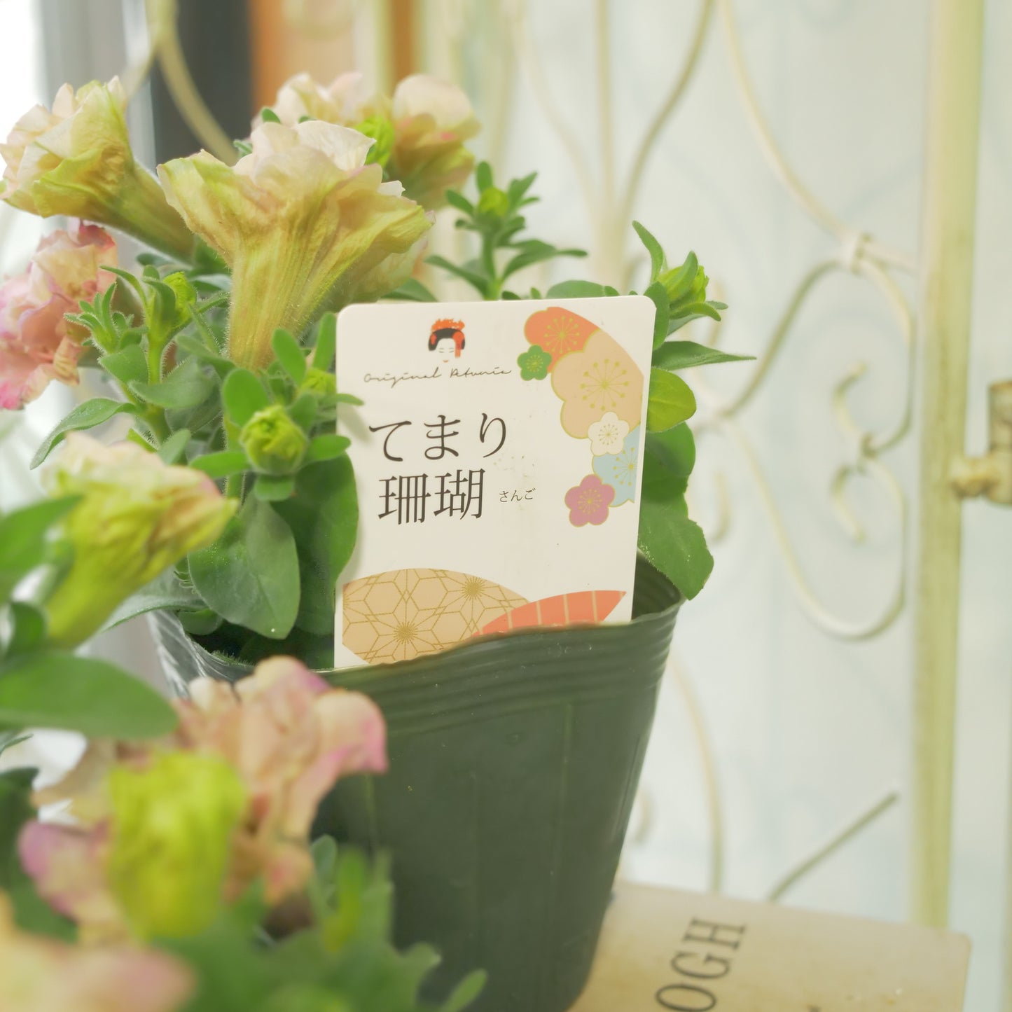 GEBRさんの大人気のペチュニア【てまり珊瑚】