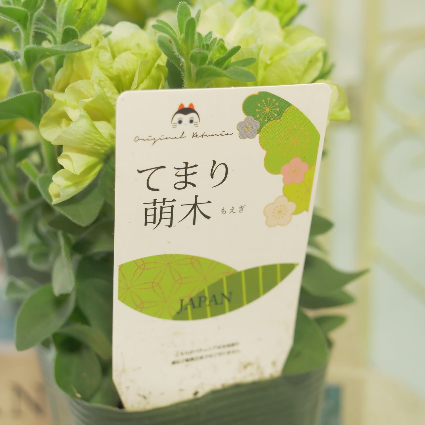 GEBRさんのペチュニア【てまり萌木】