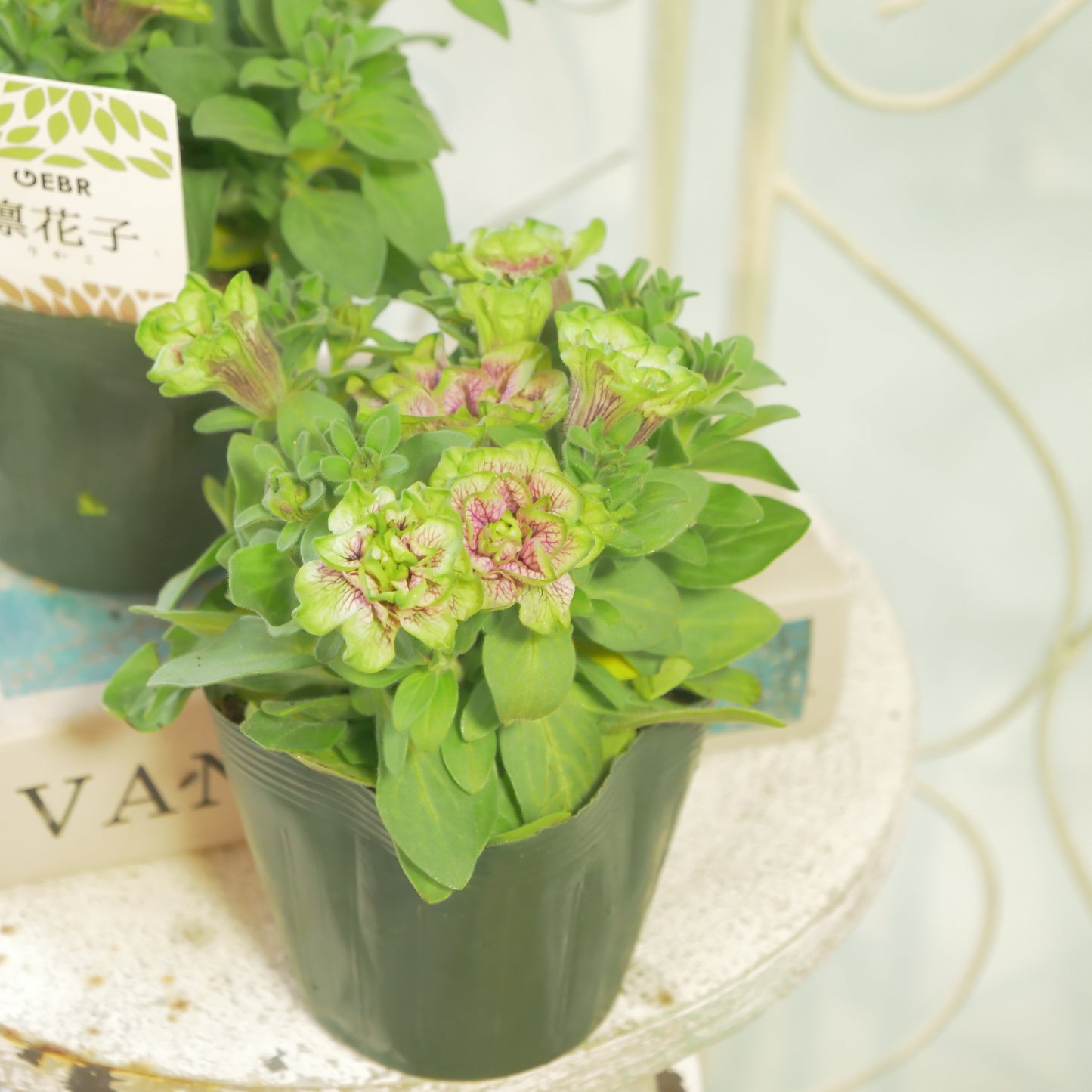GEBRさんのペチュニア【凛花子】強健なペチュニア。大人気商品