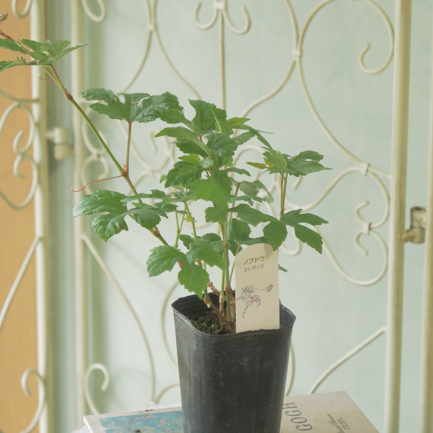初夏からの寄せ植えに【ノブドウ エレガンス】