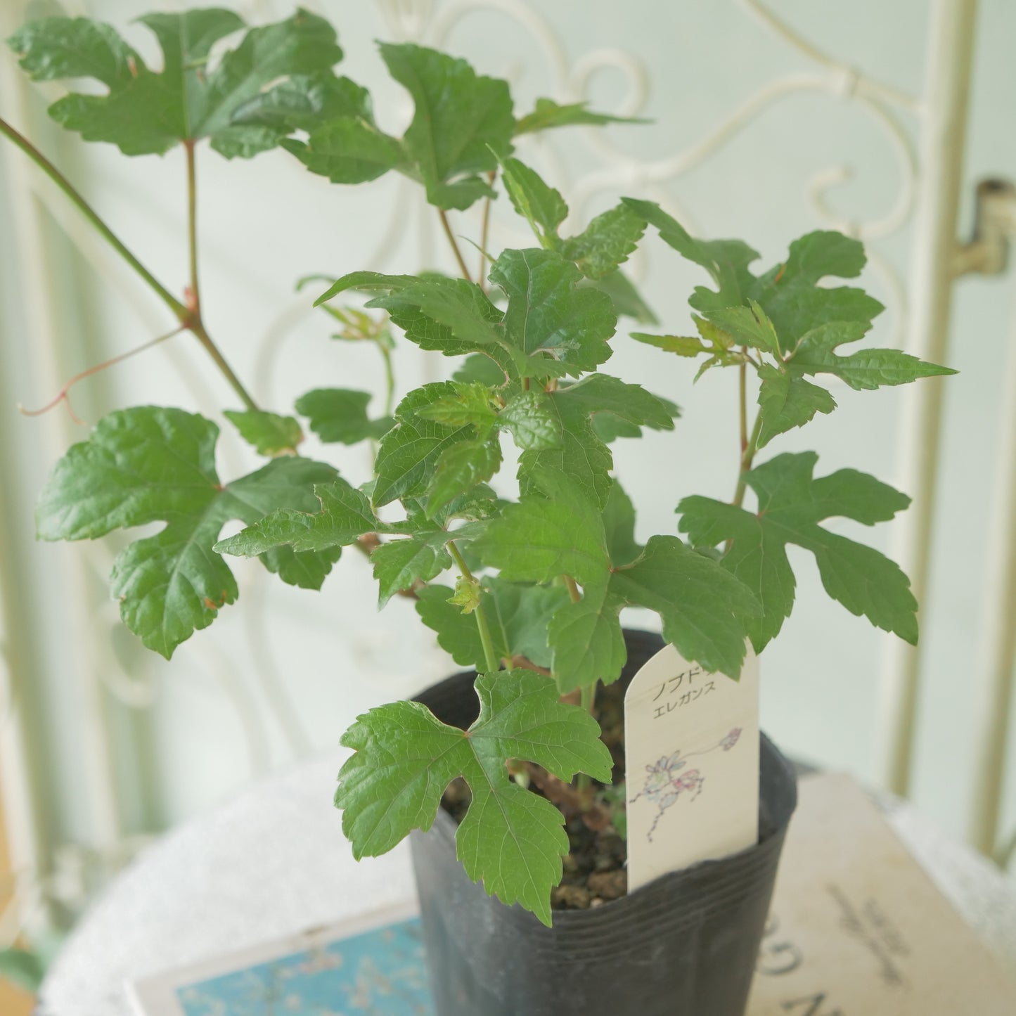 初夏からの寄せ植えに【ノブドウ エレガンス】