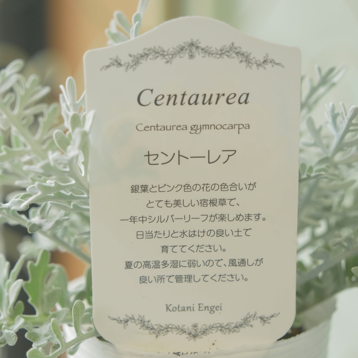 【セントーレア ギムノカルパ】宿根草