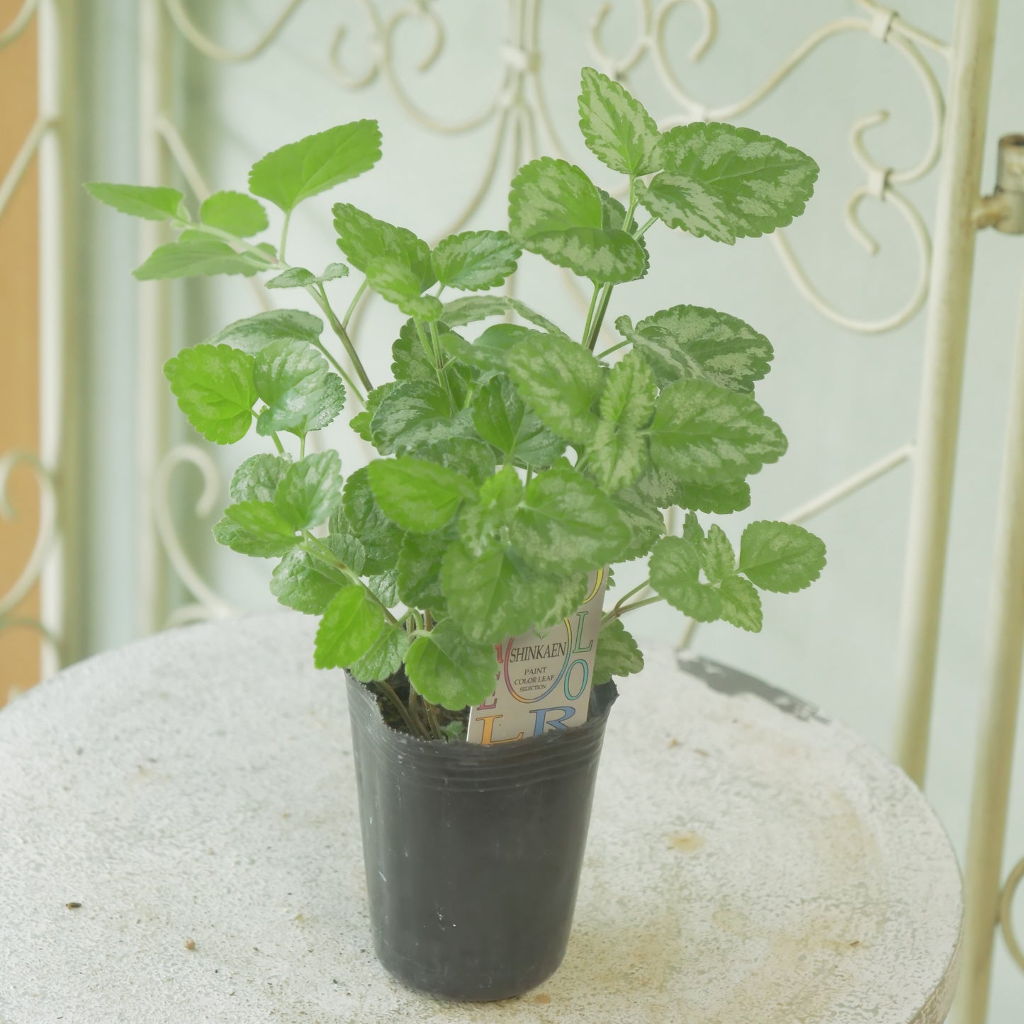 寄せ植えに。神花園さん生産。ラミウム ガレオブドロン 2株植え。