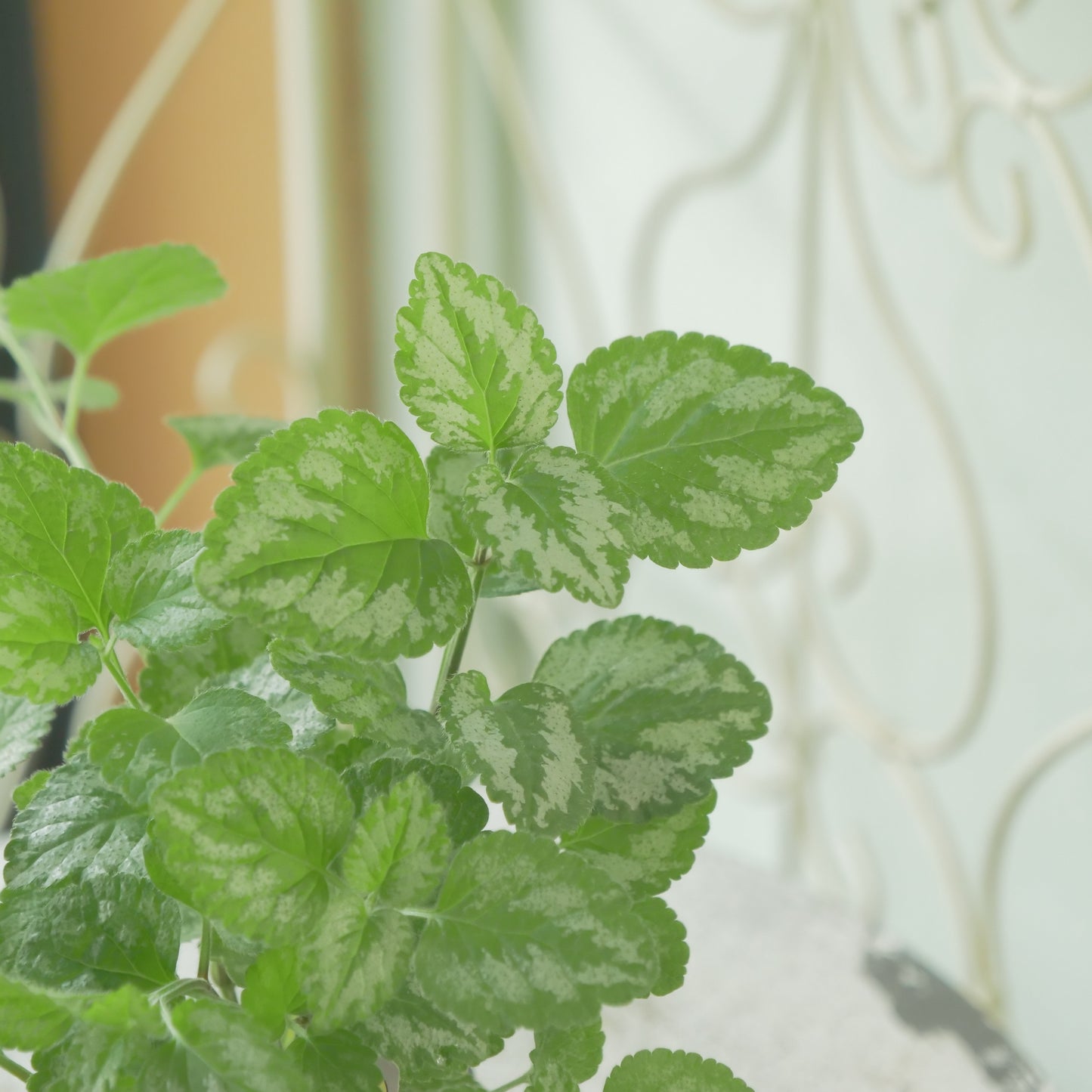 寄せ植えに。神花園さん生産。ラミウム ガレオブドロン 2株植え。