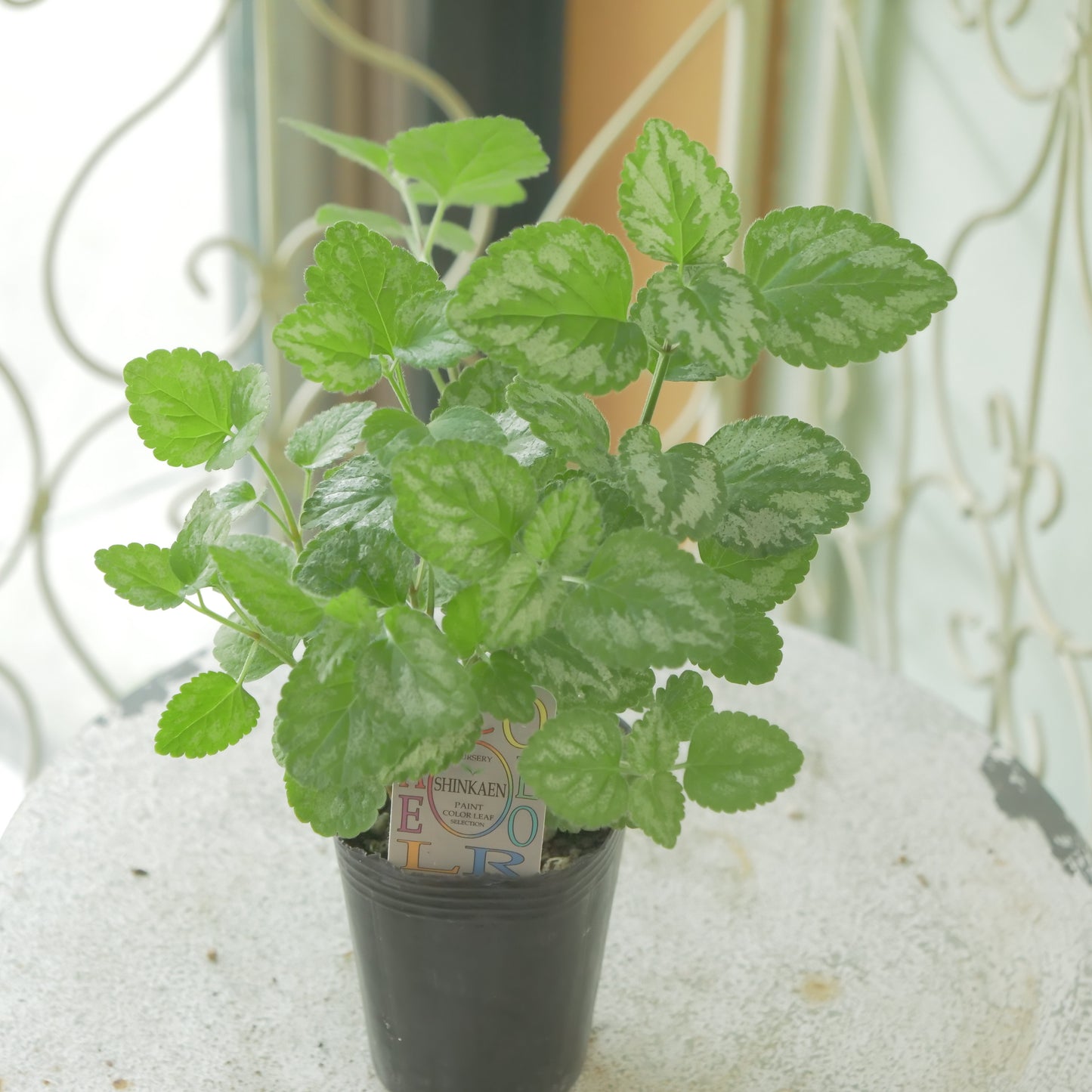 寄せ植えに。神花園さん生産。ラミウム ガレオブドロン 2株植え。