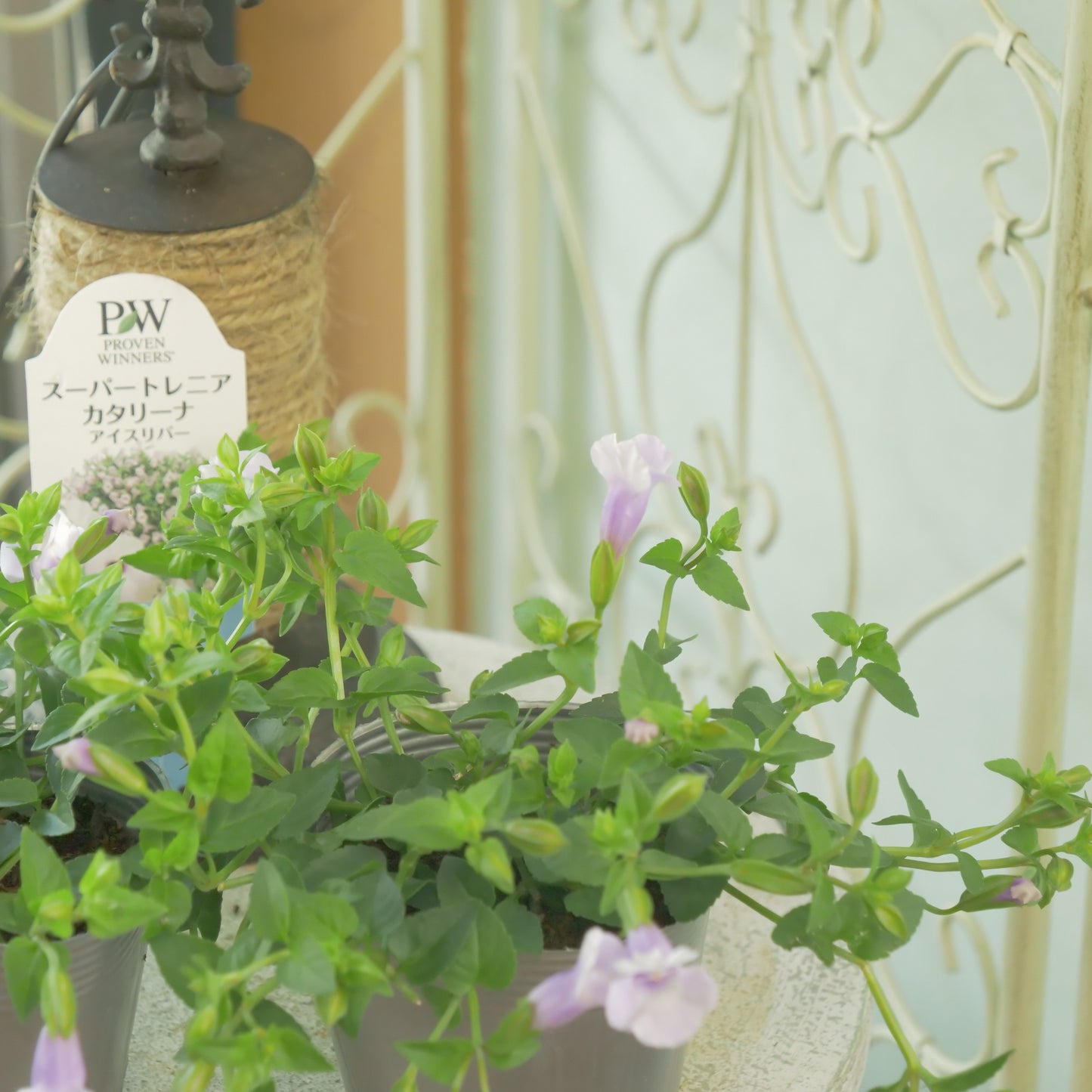 暑さに強い スーパートレニア【アイスリバー】花壇、寄せ植えにもおススメ