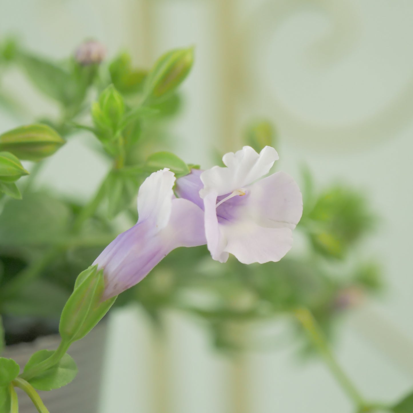 暑さに強い スーパートレニア【アイスリバー】花壇、寄せ植えにもおススメ