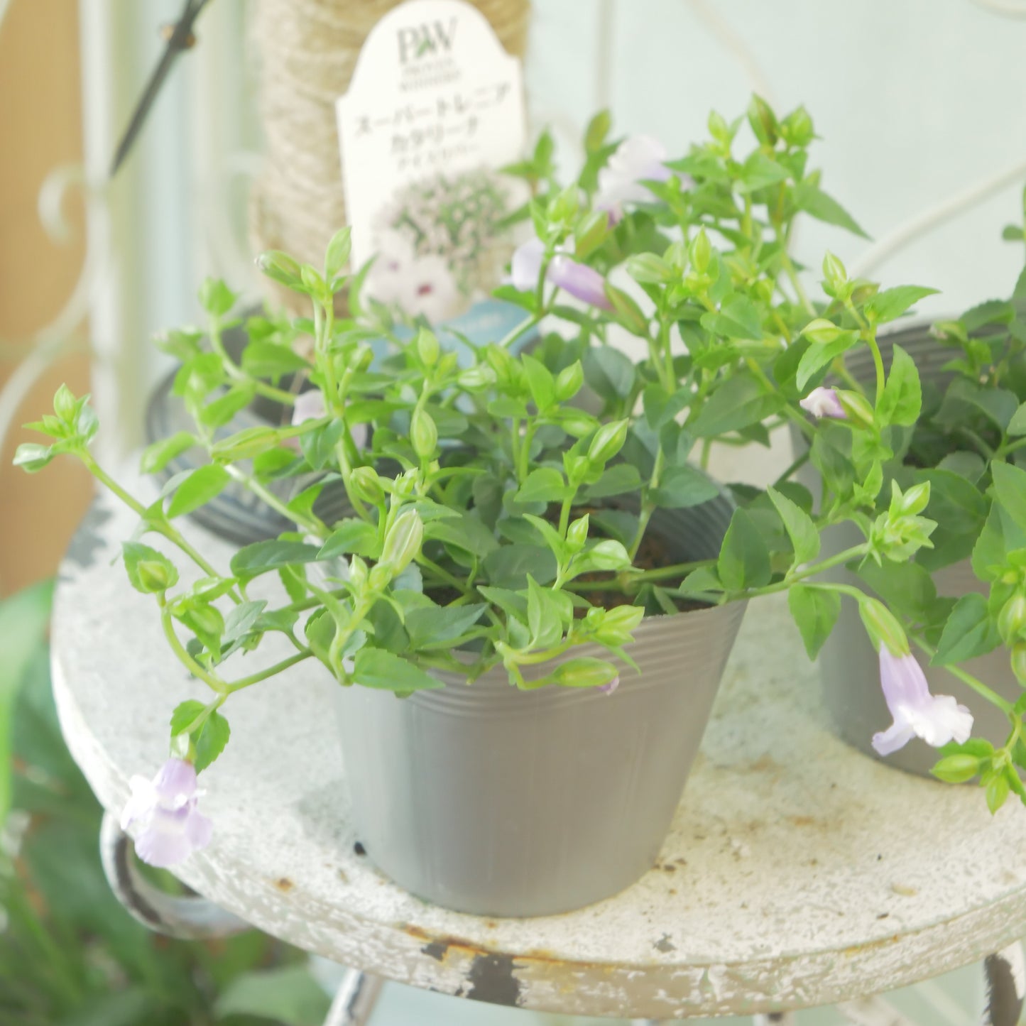暑さに強い スーパートレニア【アイスリバー】花壇、寄せ植えにもおススメ
