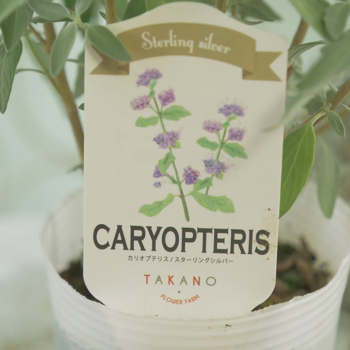 秋の寄せ植えや、花壇に。 カリオプテリス スターリングシルバー