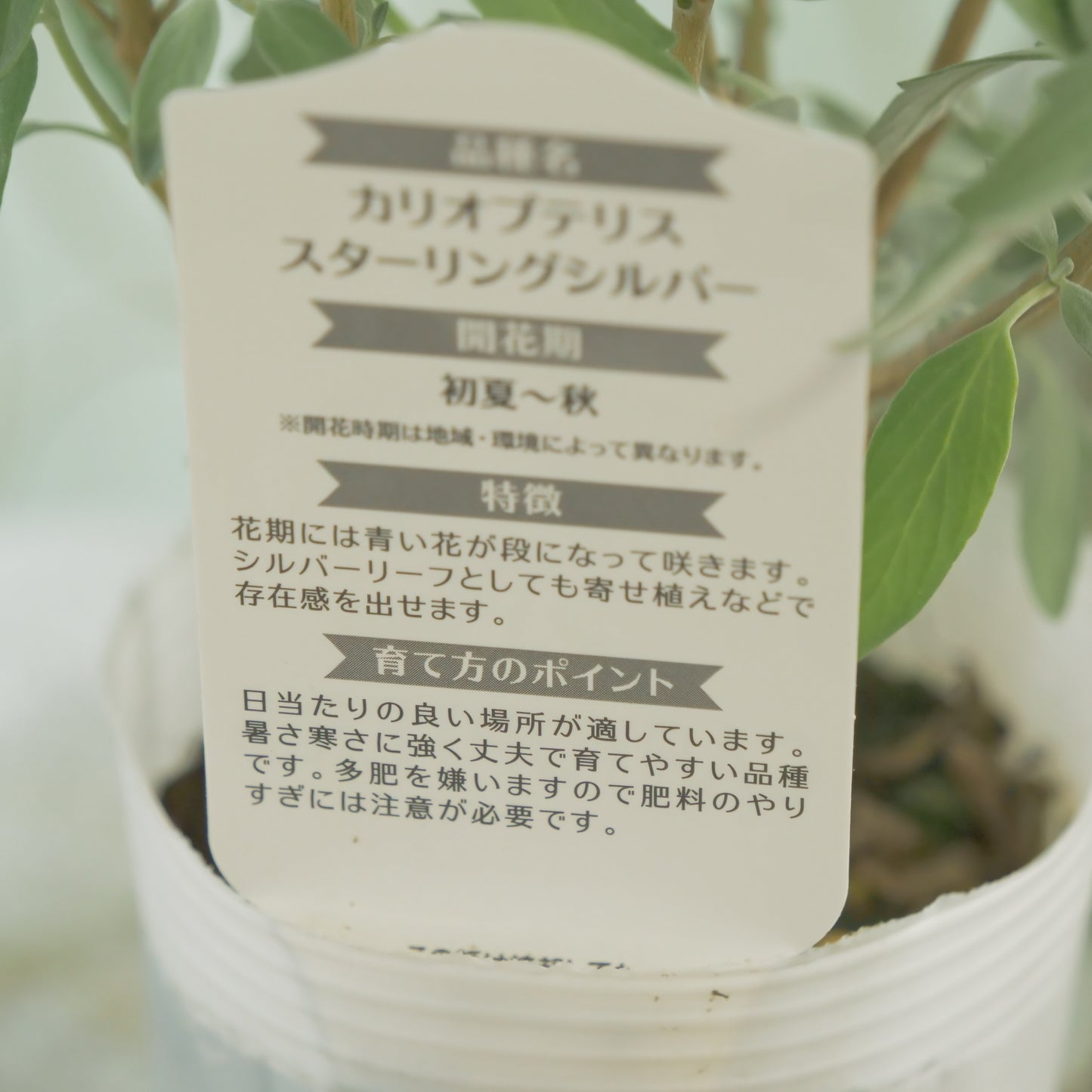 秋の寄せ植えや、花壇に。 カリオプテリス スターリングシルバー