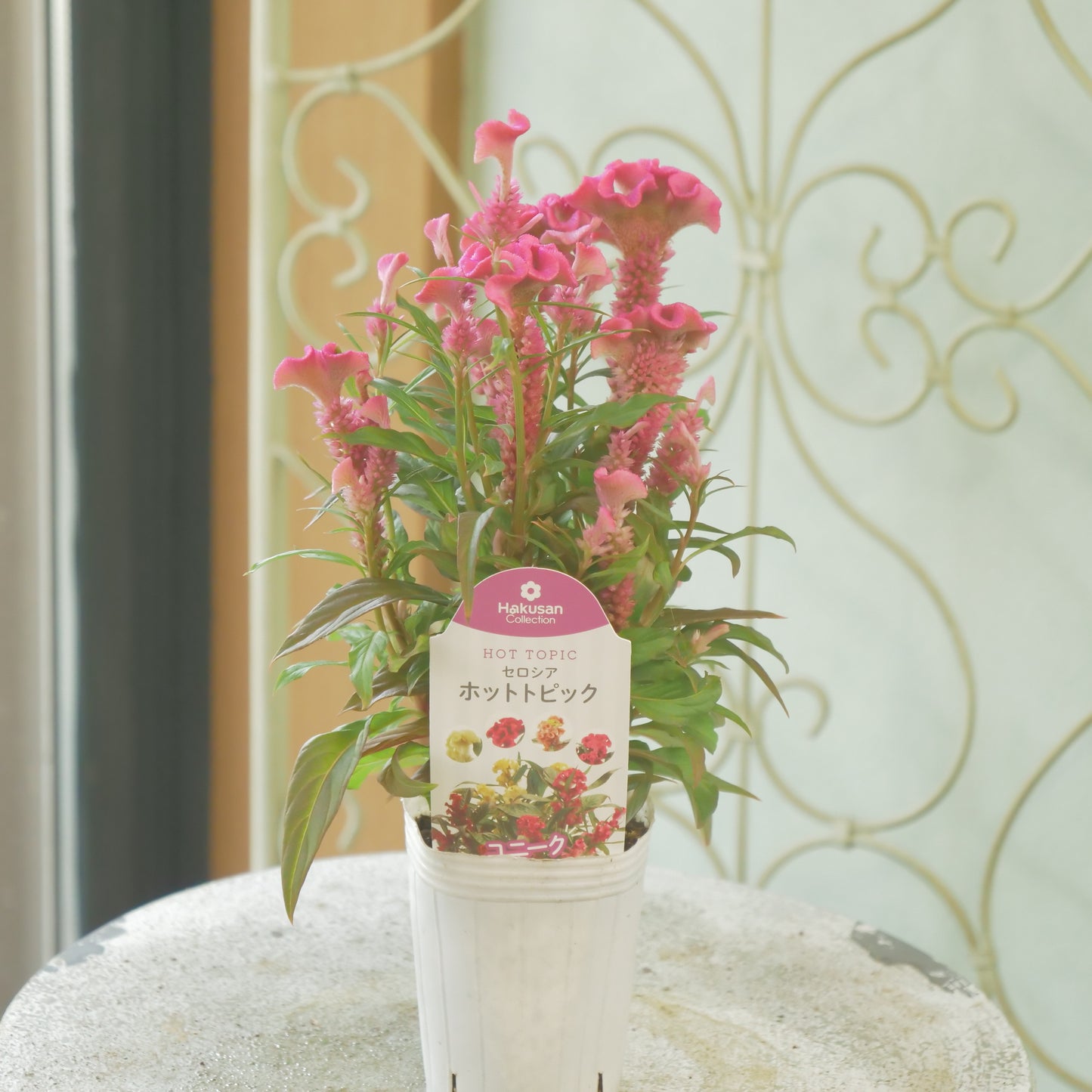 花越さん生産。セロシア ホットトピック(ピンク)