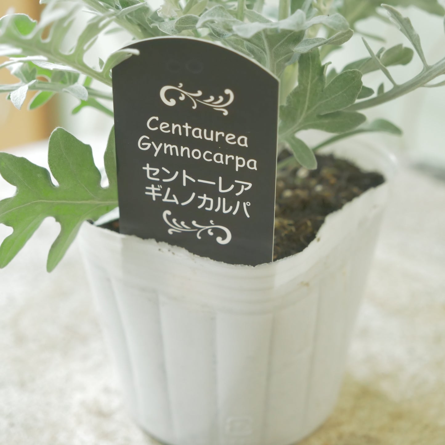 【セントーレア ギムノカルパ】秋の寄せ植えに。