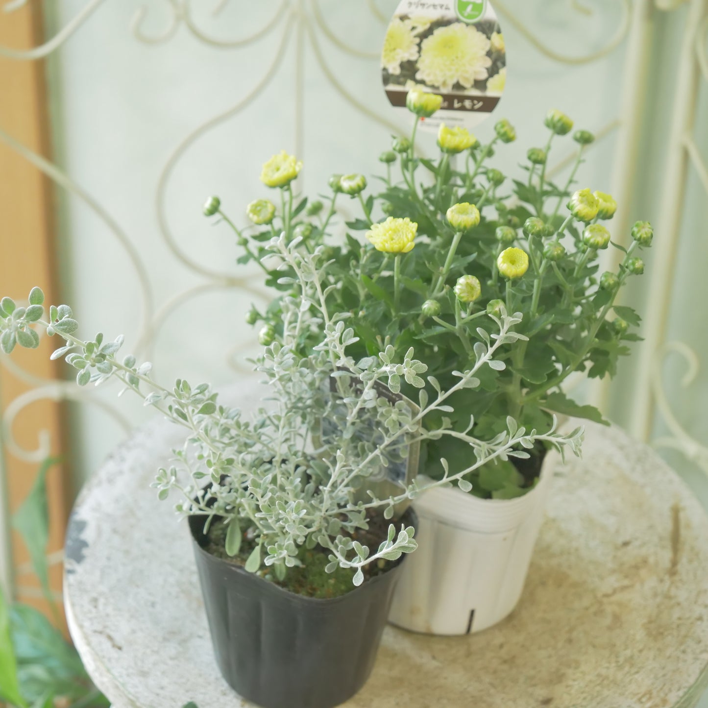 秋冬の寄せ植えに。オレアリア【リトルスモーキー】