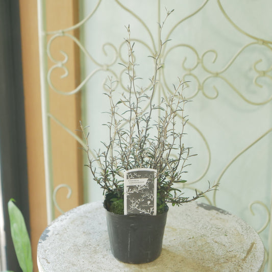 秋冬の寄せ植えにおススメ コロキア コトネアスター