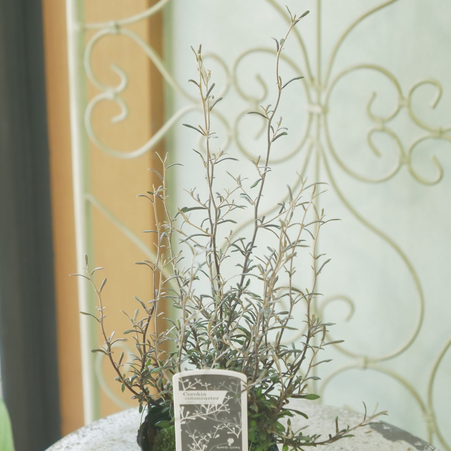 秋冬の寄せ植えにおススメ コロキア コトネアスター