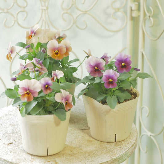 奥田園芸さん生産。ビオラ ももか【ぶどう】