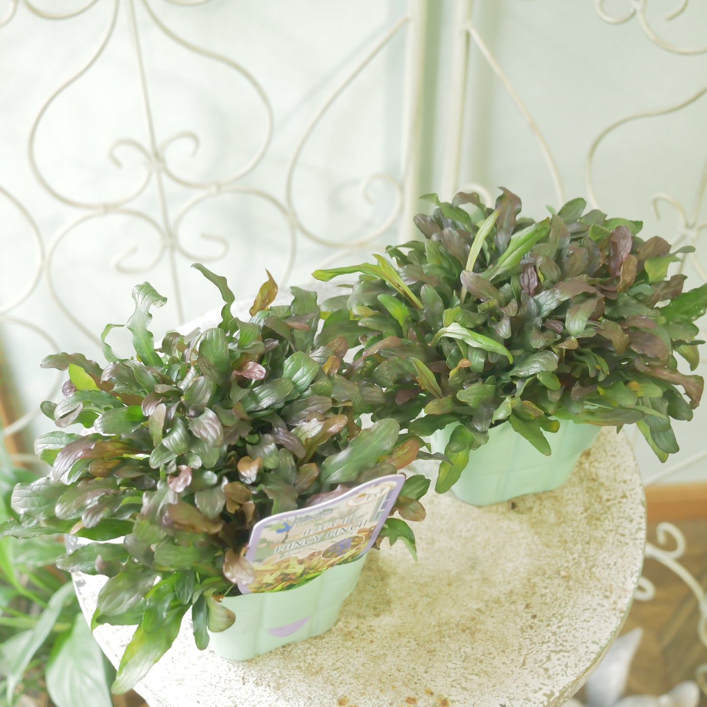 新品種!アジュガ フェザードフレンズ【ファンシーフィンチ】立派な株。