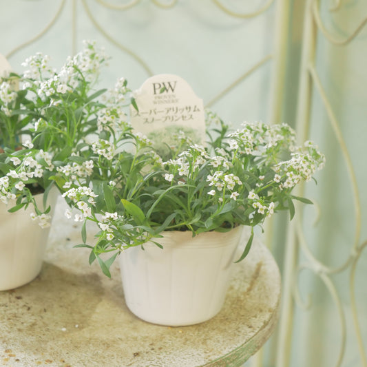 冬の寄せ植えに。スーパーアリッサム スノープリンセス
