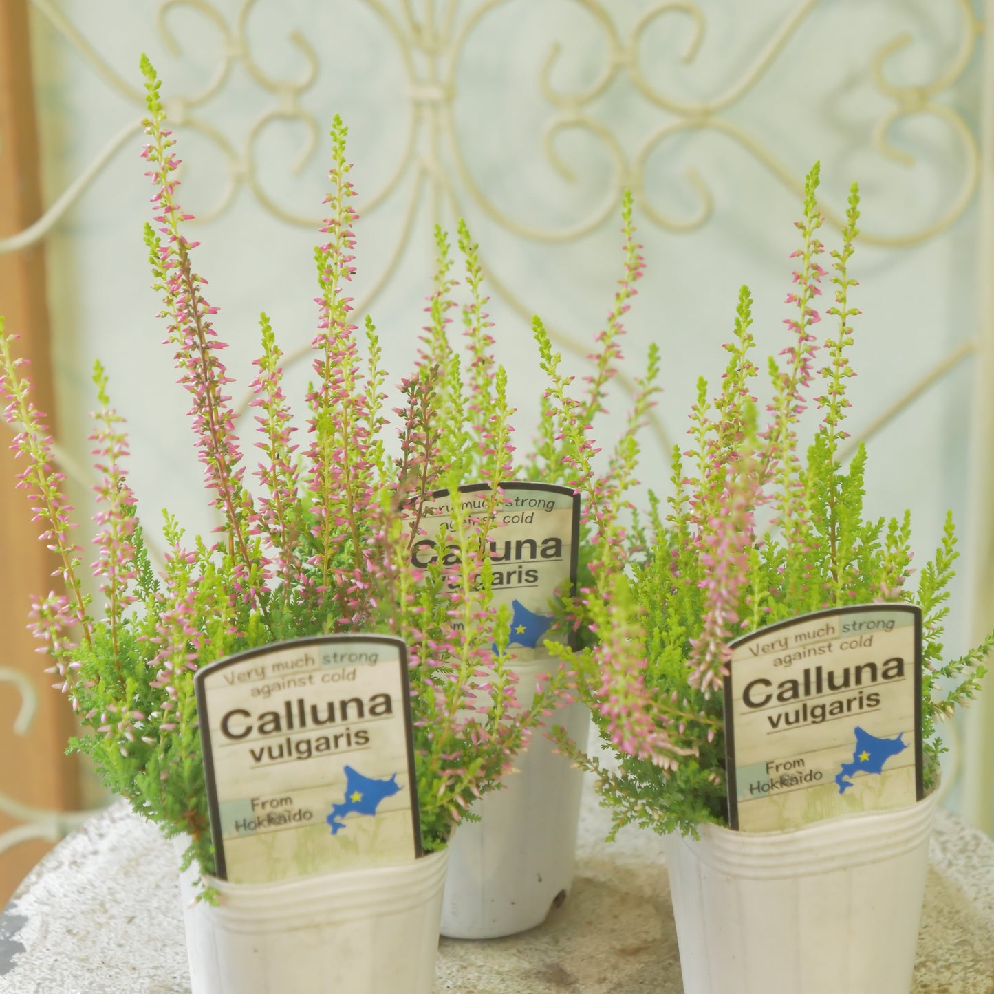 石黒園芸さんのカルーナ【ガーデンガールズ】黄緑