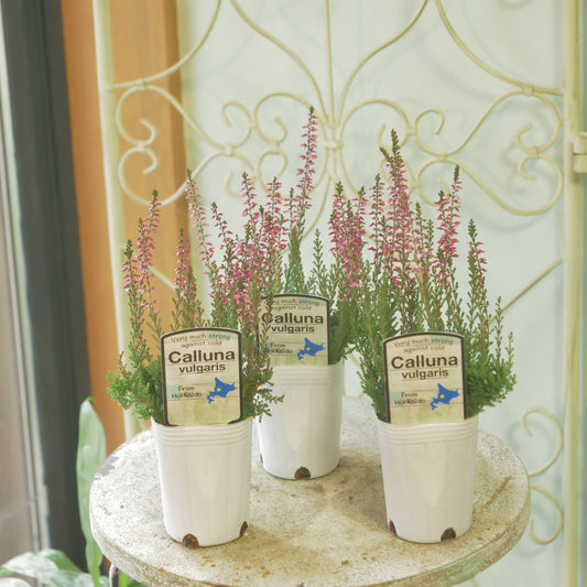 石黒園芸さんのカルーナ【ガーデンガールズ】濃いピンク