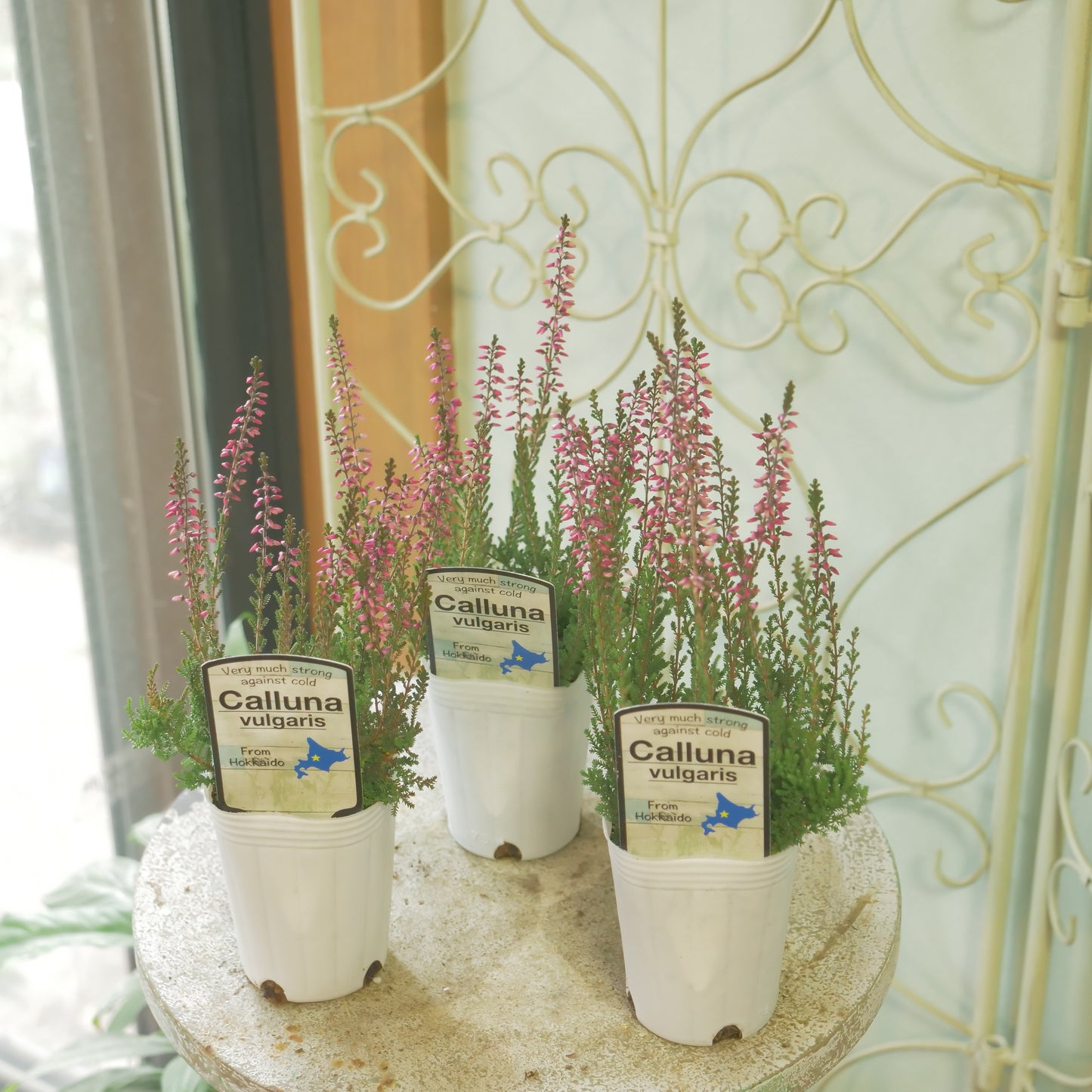 石黒園芸さんのカルーナ【ガーデンガールズ】濃いピンク