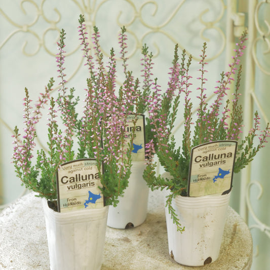 石黒園芸さんのカルーナ【ガーデンガールズ】ピンク