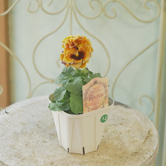 佐藤園芸さんオリジナル パンジー【ローブ・ドゥ・アントワネット ロココ】 ⑫