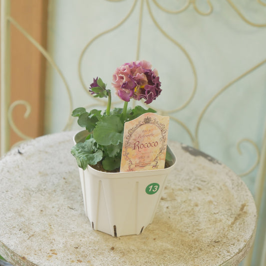 佐藤園芸さんオリジナル パンジー【ローブ・ドゥ・アントワネット ロココ】 ⑬