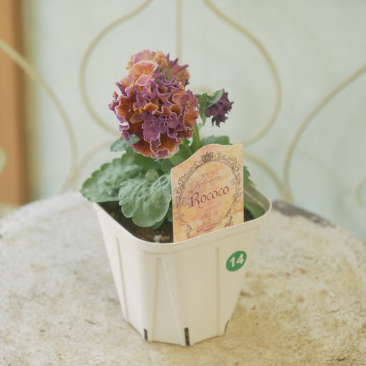 佐藤園芸さんオリジナル パンジー【ローブ・ドゥ・アントワネット ロココ】 ⑭