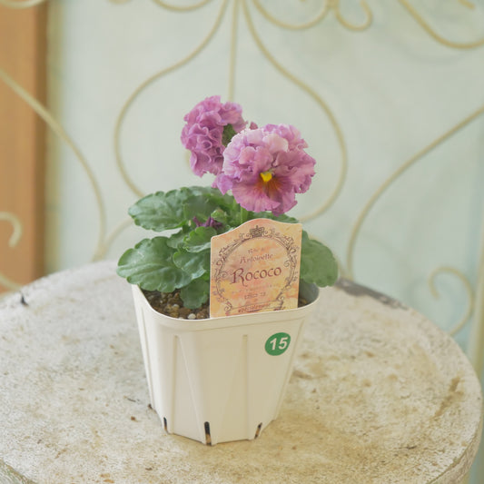 佐藤園芸さんオリジナル パンジー【ローブ・ドゥ・アントワネット ロココ】 ⑮