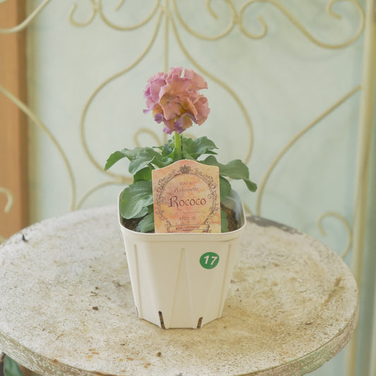 佐藤園芸さんオリジナル パンジー【ローブ・ドゥ・アントワネット ロココ】 ⑰