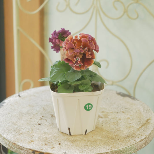 佐藤園芸さんオリジナル パンジー【ローブ・ドゥ・アントワネット ロココ】 ⑲