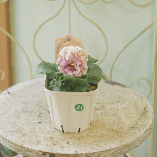 佐藤園芸さんオリジナル パンジー【ローブ・ドゥ・アントワネット ロココ】 ㉑