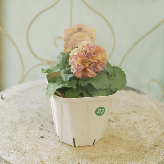 佐藤園芸さんオリジナル パンジー【ローブ・ドゥ・アントワネット ロココ】 ㉒