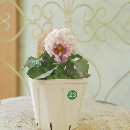 佐藤園芸さんオリジナル パンジー【ローブ・ドゥ・アントワネット ロココ】 ㉓