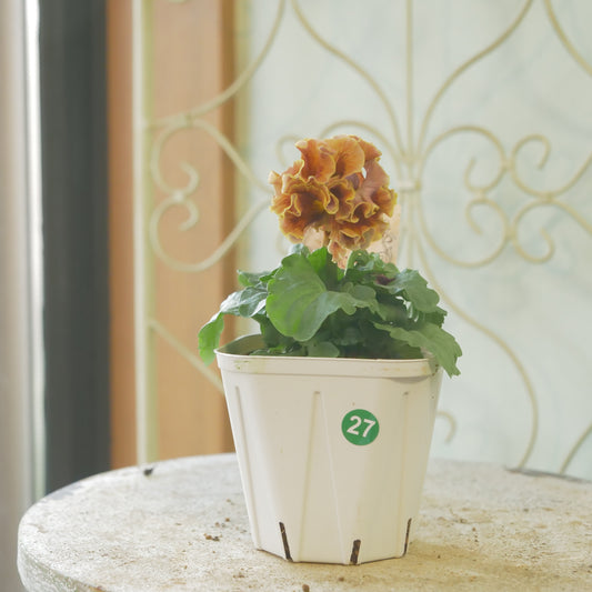 佐藤園芸さんオリジナル パンジー【ローブ・ドゥ・アントワネット ロココ】 ㉗