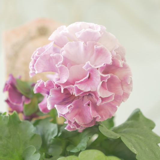 佐藤園芸さんオリジナル パンジー【ローブ・ドゥ・アントワネット ロココ】 ㊱