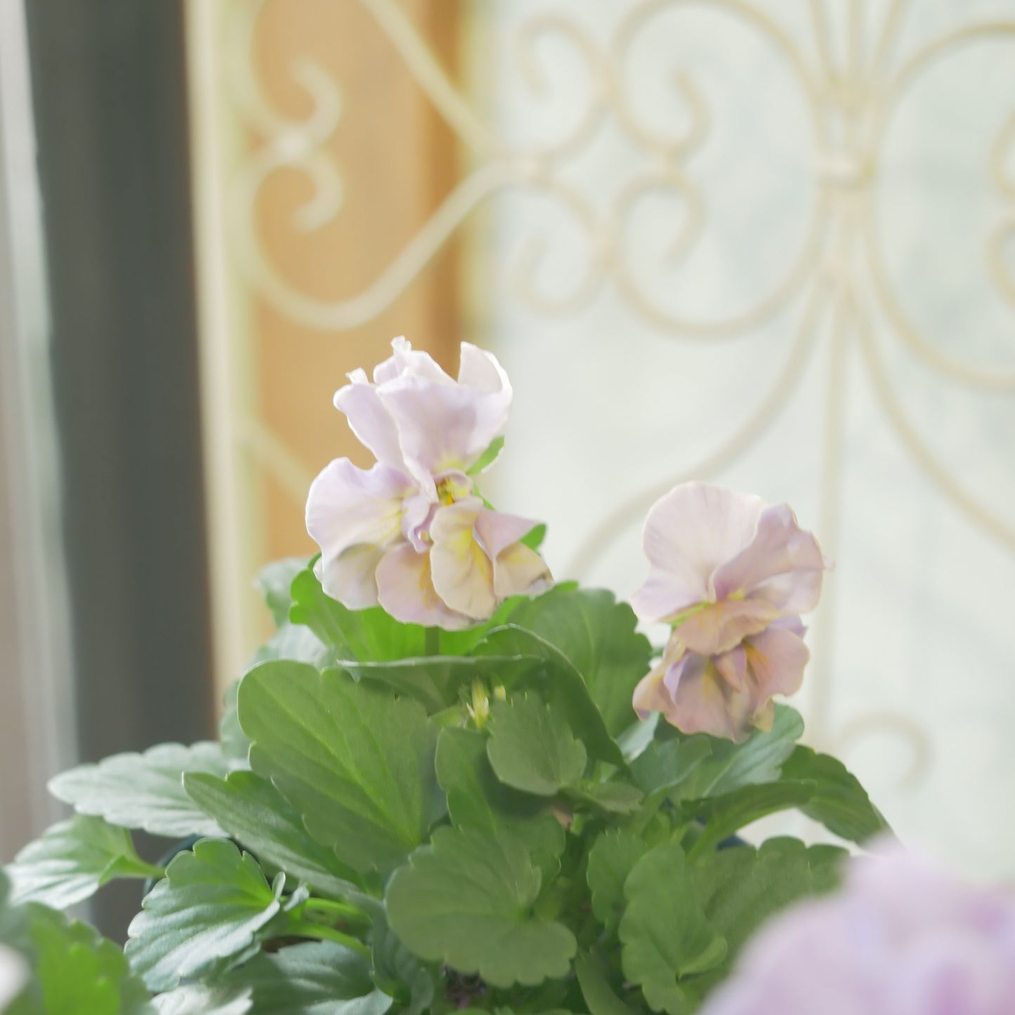 佐藤園芸さんオリジナルビオラ【プチトリアノン】ローランサングレー 新品種!