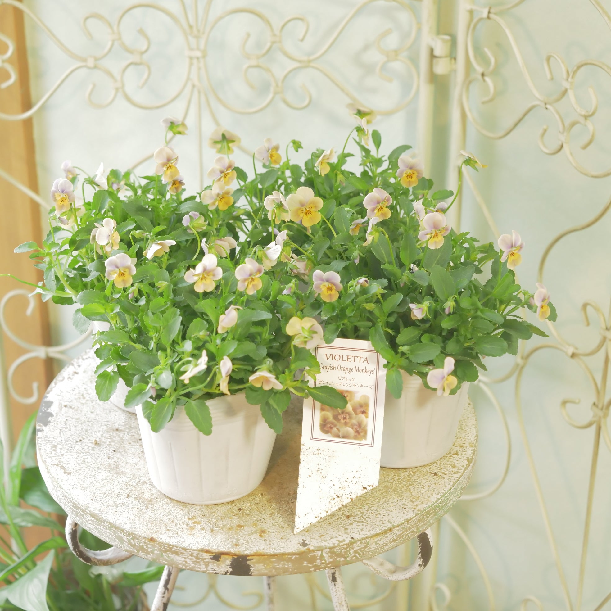 ピンキー バイオレンス コレクション Overkill x adidas ZX 8500 GY7642 Release Date - SBD