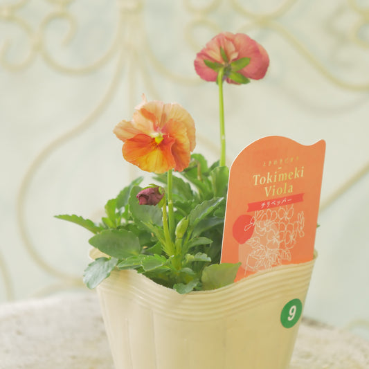 奥田園芸さんオリジナル ときめきビオラ 【チリペッパー】⑨