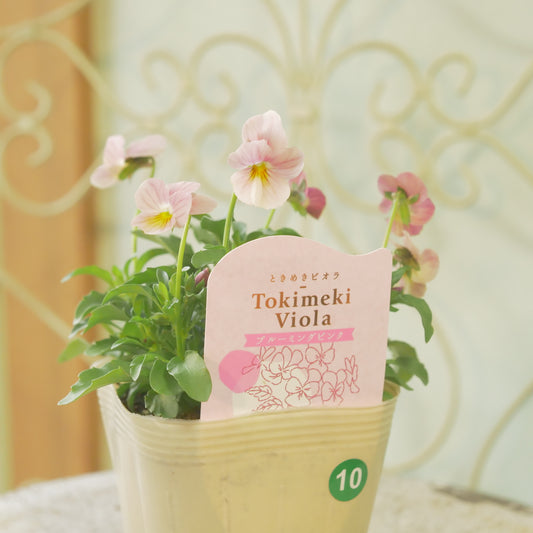 奥田園芸さんオリジナル ときめきビオラ 【ブルーミングピンク】10