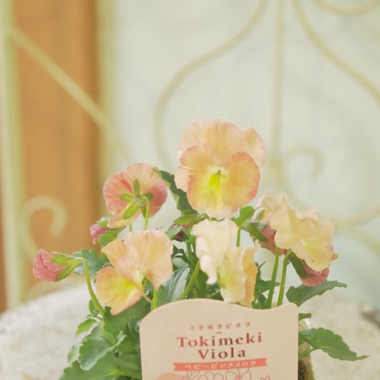 奥田園芸さんオリジナル ときめきビオラ 【ベビーピンクメロウ】11