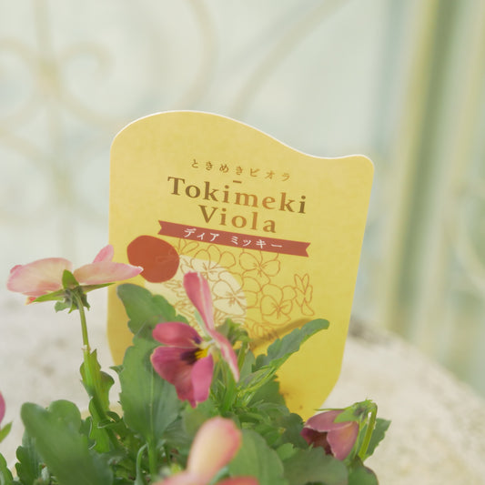 奥田園芸さんオリジナル ときめきビオラ 【ディアミッキー】13