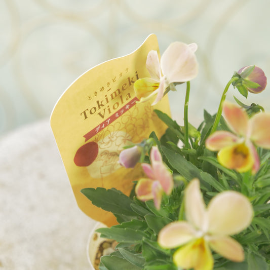 奥田園芸さんオリジナル ときめきビオラ 【ディアミッキー】14