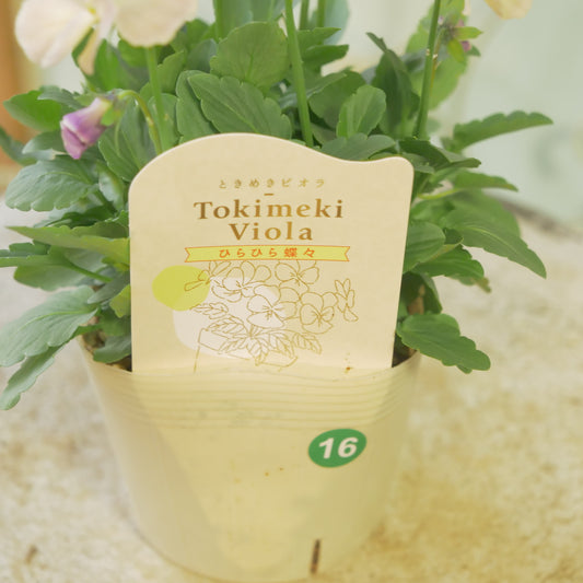 奥田園芸さんオリジナル ときめきビオラ 【ひらひら蝶々】16