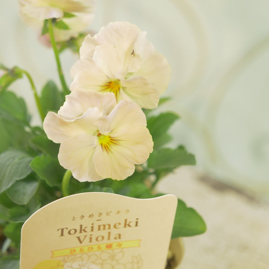 奥田園芸さんオリジナル ときめきビオラ 【ひらひら蝶々】18