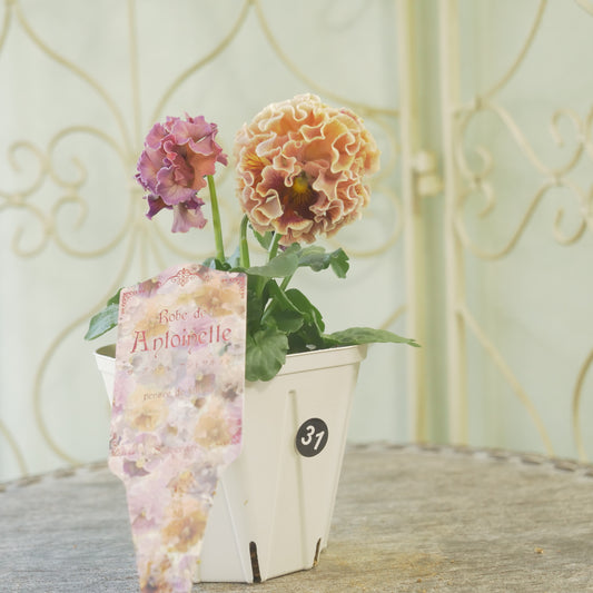 佐藤園芸さんオリジナル パンジー【ローブ・ドゥ・アントワネット】㉛